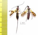 Ichneumonoidea sp., pair  Argentina - INSECTS-STORE.RU
