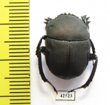 Garreta sp.  Botswana - INSECTS-STORE.RU