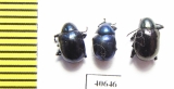 Chrysomelidae sp.  Argentina - INSECTS-STORE.RU