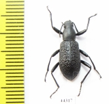 Upis ceramboides  Russia, Tver reg. - INSECTS-STORE.RU