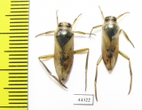 Notonecta sp.  Russia - INSECTS-STORE.RU