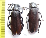 Macrotoma sp., pair  South Africa Rep. 46/48mm - INSECTS-STORE.RU