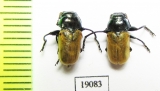 Chrysomelidae sp.  Russia, Astrakhan reg. - INSECTS-STORE.RU