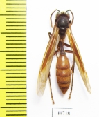 Hymenoptera sp.  Bolivia - INSECTS-STORE.RU