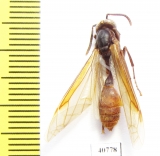 Hymenoptera sp.  Bolivia - INSECTS-STORE.RU