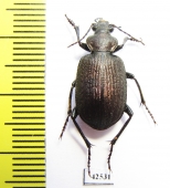 Calosoma imbricatum hottentotum  South Africa Rep. - INSECTS-STORE.RU