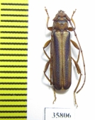 Cerambycidae sp.  Tanzania - INSECTS-STORE.RU