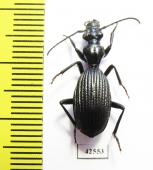 Cypholoba alstoni  South Africa Rep. - INSECTS-STORE.RU