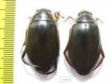 Dytiscus marginalis, pair  Russia, Tver reg. - INSECTS-STORE.RU