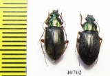 Carabidae sp.  India - INSECTS-STORE.RU