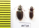 Carabidae sp.  India - INSECTS-STORE.RU
