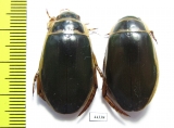 Dytiscus marginalis, pair  Russia, Tver reg. - INSECTS-STORE.RU