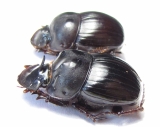 Catharsius sp., pair  India - INSECTS-STORE.RU