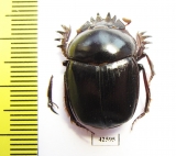 Scarabaeus sp.  South Africa Rep. - INSECTS-STORE.RU