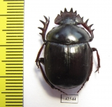 Scarabaeus sp.  South Africa Rep. - INSECTS-STORE.RU