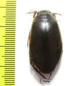 Dytiscus circumcinctus  Russia, Tver reg. - INSECTS-STORE.RU