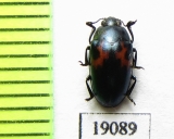 Aulacochilus luniferus  Russia, Far East - INSECTS-STORE.RU