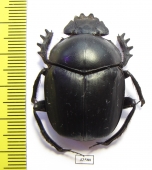 Scarabaeus sp.  South Africa Rep. - INSECTS-STORE.RU