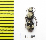 Mutillidae sp.  Kazakhstan - INSECTS-STORE.RU