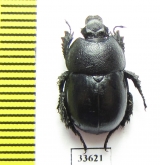 Odontotrypes davidiani  China - INSECTS-STORE.RU