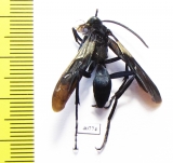 Hymenoptera sp.  Argentina - INSECTS-STORE.RU