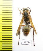 Hymenoptera sp.  Argentina - INSECTS-STORE.RU