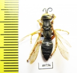 Hymenoptera sp.  Argentina - INSECTS-STORE.RU