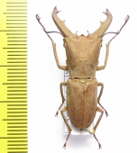 Cyclommatus sp.  Malaysia  34mm - INSECTS-STORE.RU