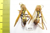 Hymenoptera sp.  Argentina - INSECTS-STORE.RU