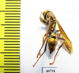 Hymenoptera sp.  Argentina - INSECTS-STORE.RU