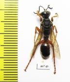 Hymenoptera sp.  Argentina - INSECTS-STORE.RU