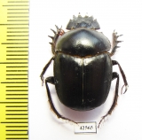 Scarabaeus sp.  South Africa Rep. - INSECTS-STORE.RU