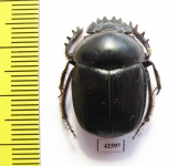 Scarabaeus sp.  South Africa Rep. - INSECTS-STORE.RU