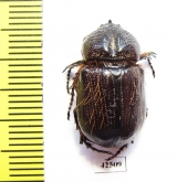 Dynastinae sp.  South Africa Rep. - INSECTS-STORE.RU