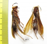 Hymenoptera sp.  Argentina - INSECTS-STORE.RU