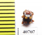 Endomychidae sp.  Malaysia, Borneo - INSECTS-STORE.RU