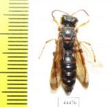 Hymenoptera sp.  Kazakhstan - INSECTS-STORE.RU