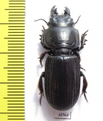 Carabidae sp.  South Africa Rep. - INSECTS-STORE.RU