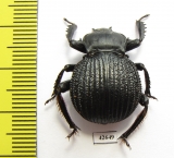 Gonopus sp.  South Africa Rep. - INSECTS-STORE.RU