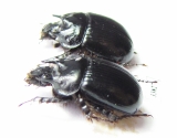 Typhaeus typhoeus, male  France - INSECTS-STORE.RU