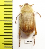 Sparrmannia sp.?  South Africa Rep. - INSECTS-STORE.RU