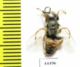 Hymenoptera sp.  Kazakhstan - INSECTS-STORE.RU