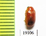 Chrysomelidae sp.  India - INSECTS-STORE.RU