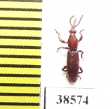 Brentidae sp.  Indonesia, Sumatra - INSECTS-STORE.RU