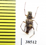 Anthribidae sp.  Indonesia, Sumatra - INSECTS-STORE.RU