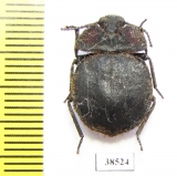 Pogonobasis sp.  Namibia - INSECTS-STORE.RU