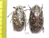 Polyphylla irrorata, pair  Kazakhstan - INSECTS-STORE.RU