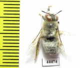 Hymenoptera sp.  Kazakhstan - INSECTS-STORE.RU