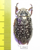 Polyphylla irrorata, male  Kazakhstan - INSECTS-STORE.RU