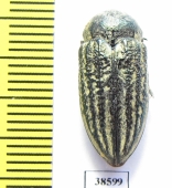 Julodella ? schochi  Iran, E.Azerbaijan prov. - INSECTS-STORE.RU